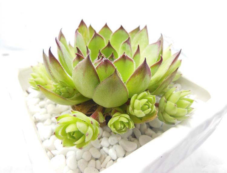 多肉觀音蓮的養(yǎng)殖方法？多肉觀音蓮爆盆？【圖】