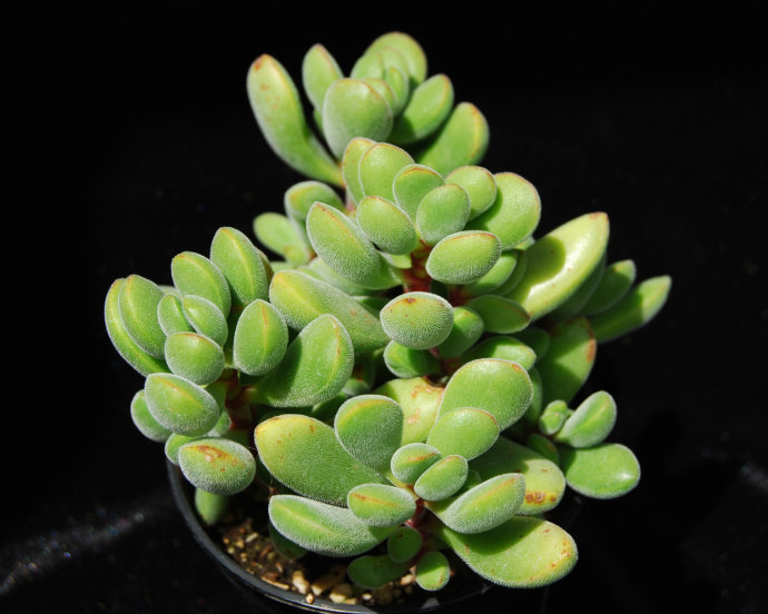 若歌詩的養(yǎng)殖方法？若歌詩冬天怎么樣？【圖】