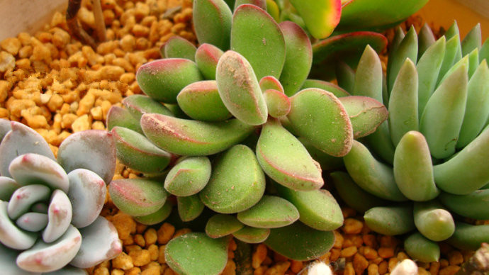 若歌詩的養(yǎng)殖方法？若歌詩冬天怎么樣？【圖】