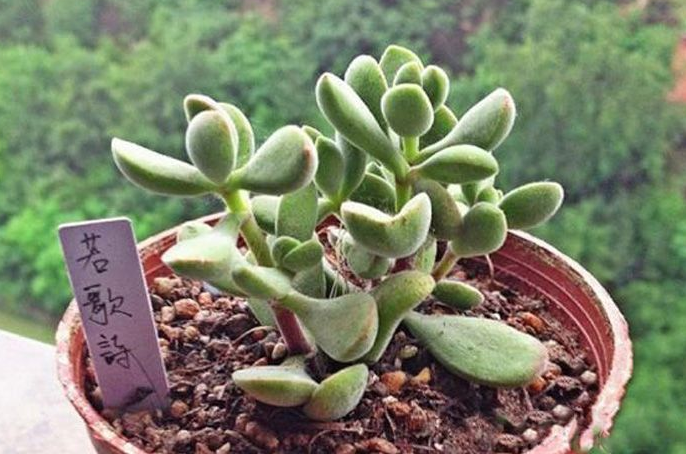 若歌詩的養(yǎng)殖方法？若歌詩冬天怎么樣？【圖】