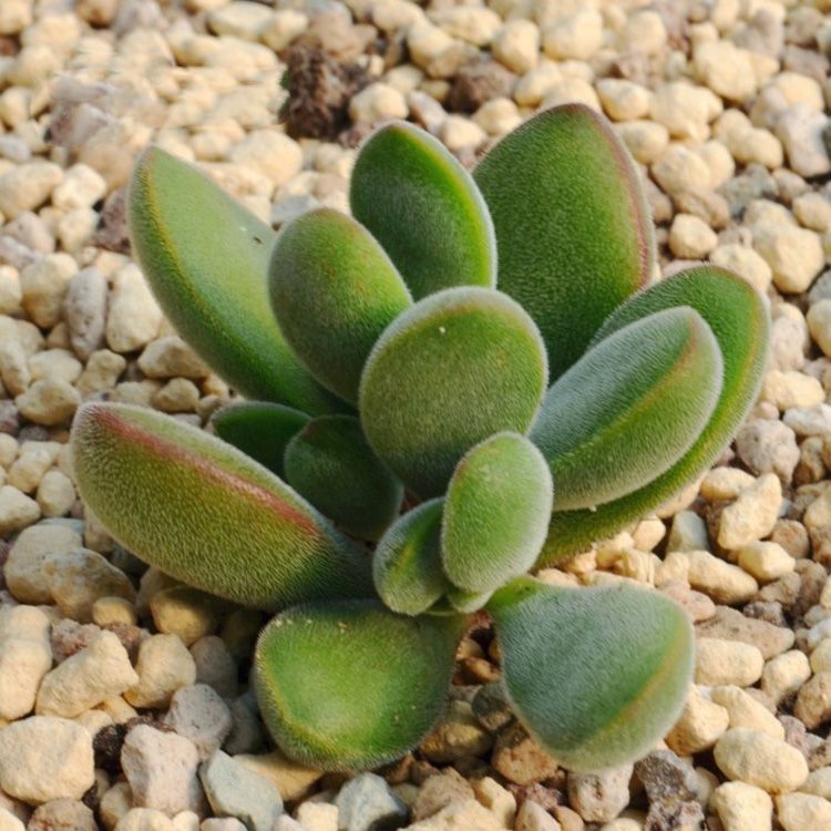 若歌詩的養(yǎng)殖方法？若歌詩冬天怎么樣？【圖】