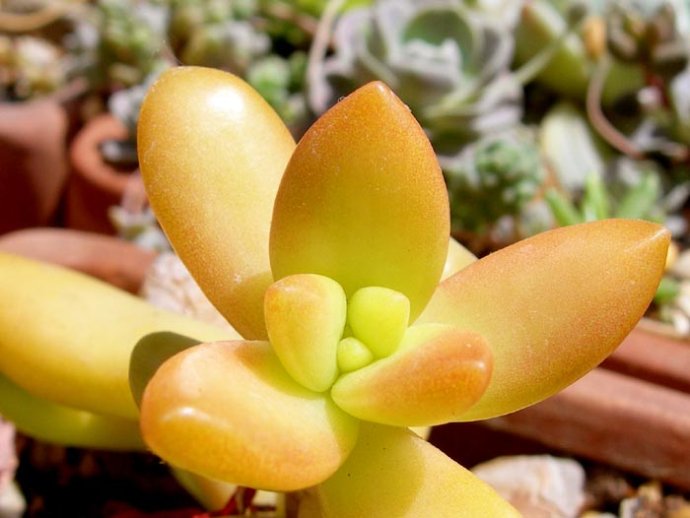 銘月的養(yǎng)殖方法？如何區(qū)分銘月和秋麗？【圖】