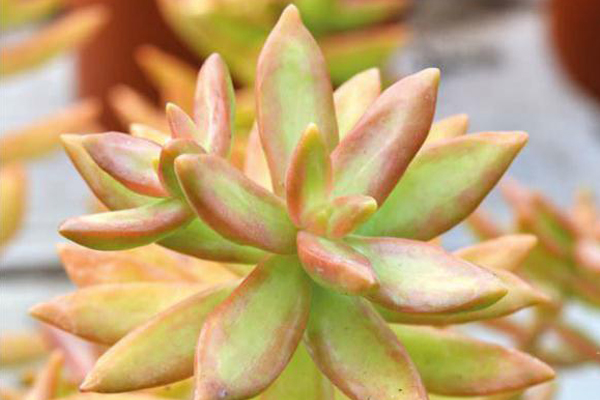 銘月的養(yǎng)殖方法？如何區(qū)分銘月和秋麗？【圖】