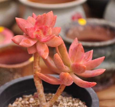 銘月的養(yǎng)殖方法？如何區(qū)分銘月和秋麗？【圖】