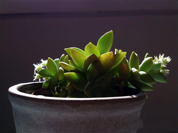 銘月的養(yǎng)殖方法？如何區(qū)分銘月和秋麗？【圖】