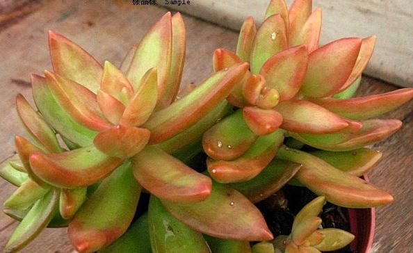 銘月的養(yǎng)殖方法？如何區(qū)分銘月和秋麗？【圖】