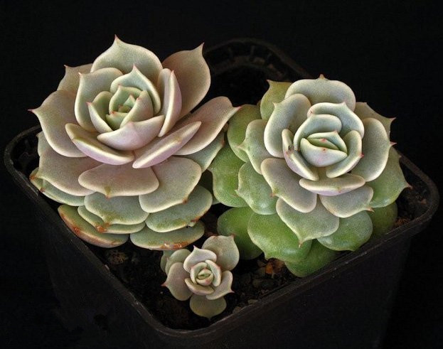 露娜蓮的養(yǎng)殖方法？露娜蓮和麗娜蓮的區(qū)別？【圖】