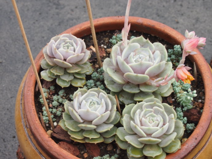 露娜蓮的養(yǎng)殖方法？露娜蓮和麗娜蓮的區(qū)別？【圖】