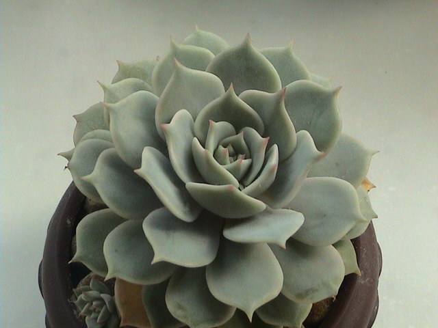 露娜蓮的養(yǎng)殖方法？露娜蓮和麗娜蓮的區(qū)別？【圖】