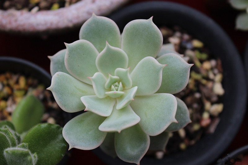 露娜蓮的養(yǎng)殖方法？露娜蓮和麗娜蓮的區(qū)別？【圖】