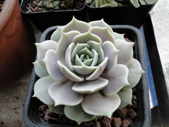 露娜蓮的養(yǎng)殖方法？露娜蓮和麗娜蓮的區(qū)別？【圖】