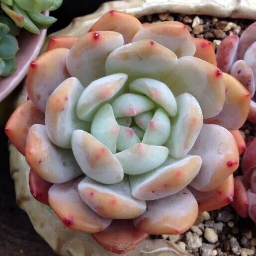 芙蓉雪蓮的養(yǎng)殖方法？芙蓉雪蓮和雪蓮的區(qū)別？【圖】