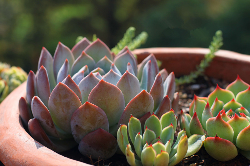 芙蓉雪蓮的養(yǎng)殖方法？芙蓉雪蓮和雪蓮的區(qū)別？【圖】