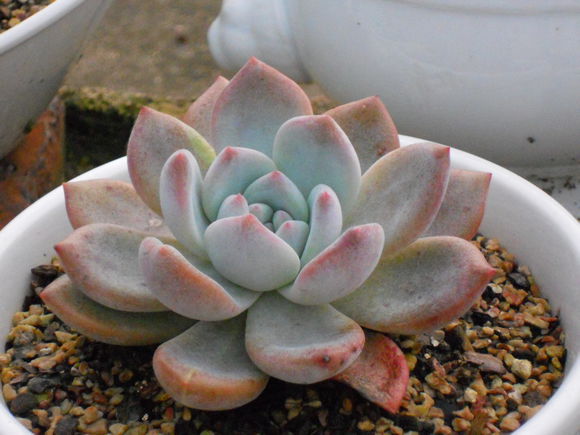 芙蓉雪蓮的養(yǎng)殖方法？芙蓉雪蓮和雪蓮的區(qū)別？【圖】