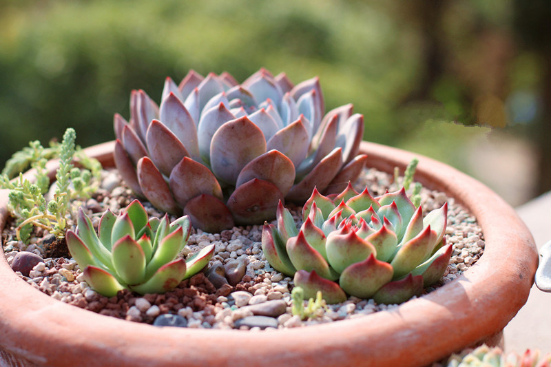 芙蓉雪蓮的養(yǎng)殖方法？芙蓉雪蓮和雪蓮的區(qū)別？【圖】