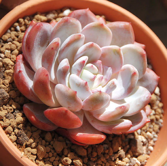 芙蓉雪蓮的養(yǎng)殖方法？芙蓉雪蓮和雪蓮的區(qū)別？【圖】