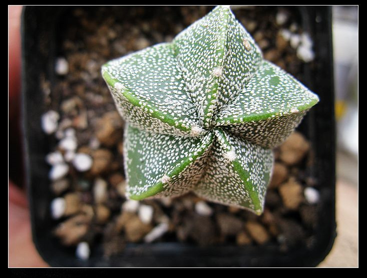 鸞鳳玉的養(yǎng)殖方法？鸞鳳玉的價(jià)格是多少錢？【圖】