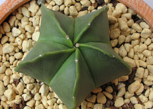 鸞鳳玉的養(yǎng)殖方法？鸞鳳玉的價(jià)格是多少錢？【圖】