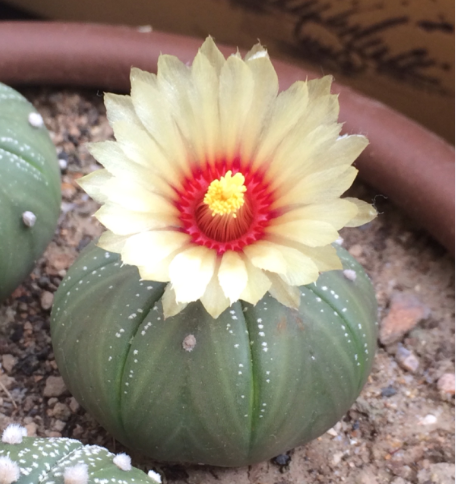 鸞鳳玉的養(yǎng)殖方法？鸞鳳玉的價(jià)格是多少錢？【圖】