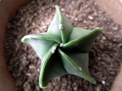 鸞鳳玉的養(yǎng)殖方法？鸞鳳玉的價(jià)格是多少錢？【圖】