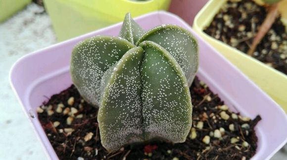 鸞鳳玉的養(yǎng)殖方法？鸞鳳玉的價(jià)格是多少錢？【圖】