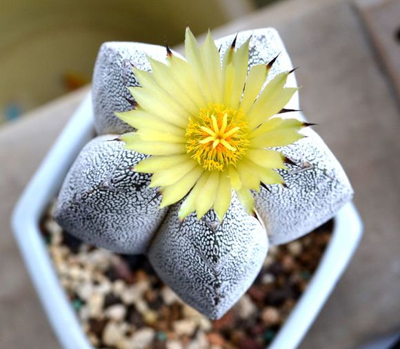 鸞鳳玉的養(yǎng)殖方法？鸞鳳玉的價(jià)格是多少錢？【圖】