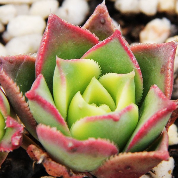 清盛錦怎么養(yǎng)？清盛錦怎么變色？【圖】