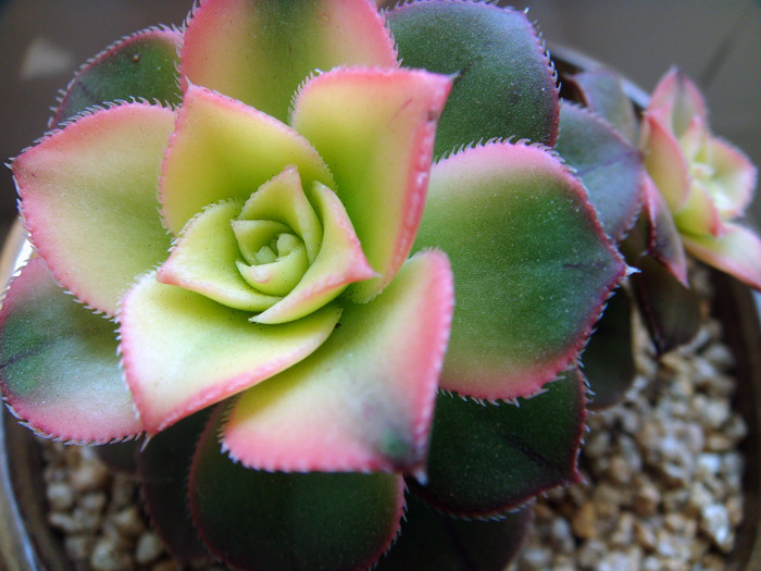 清盛錦怎么養(yǎng)？清盛錦怎么變色？【圖】