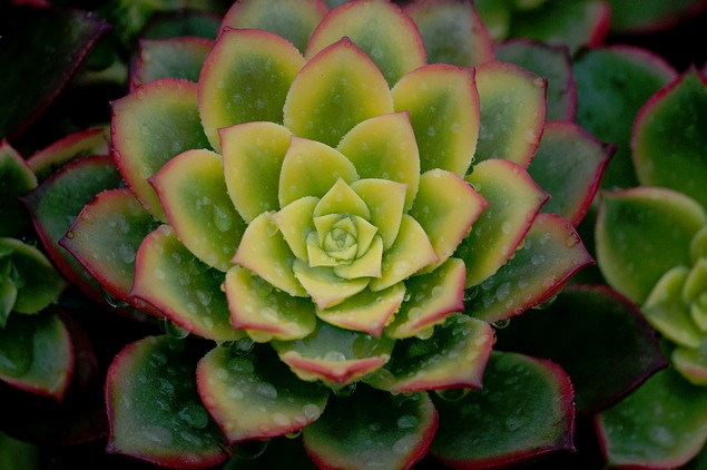 清盛錦怎么養(yǎng)？清盛錦怎么變色？【圖】