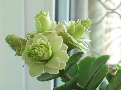 清盛錦怎么養(yǎng)？清盛錦怎么變色？【圖】