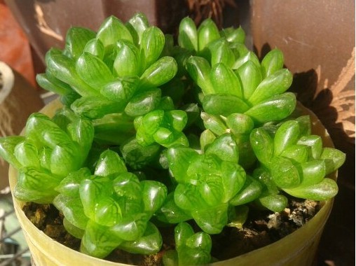 草玉露的養(yǎng)殖方法？草玉露和姬玉露的區(qū)別？【圖】