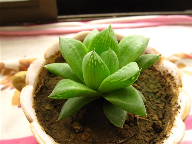 草玉露的養(yǎng)殖方法？草玉露和姬玉露的區(qū)別？【圖】