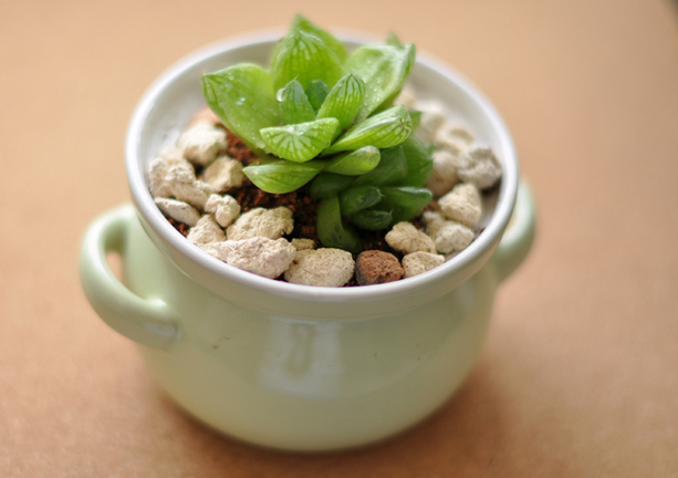 草玉露的養(yǎng)殖方法？草玉露和姬玉露的區(qū)別？【圖】