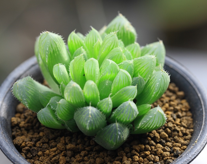 草玉露的養(yǎng)殖方法？草玉露和姬玉露的區(qū)別？【圖】