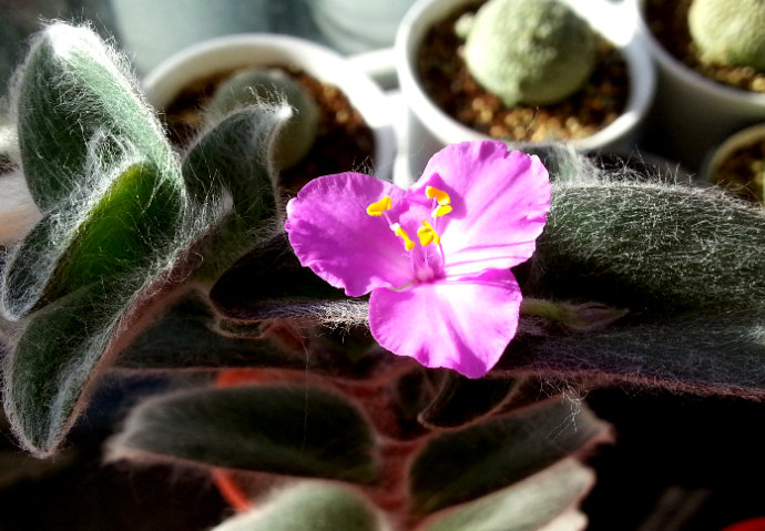 白雪姬的養(yǎng)護(hù)方法？白雪姬的傳說？【圖】