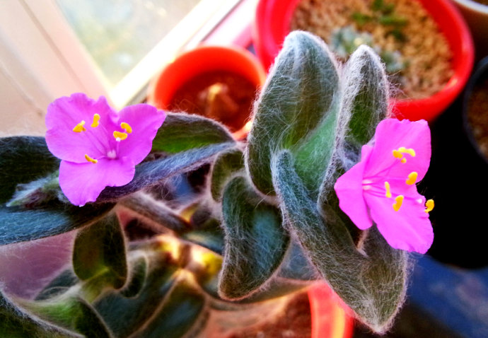 白雪姬的養(yǎng)護(hù)方法？白雪姬的傳說？【圖】