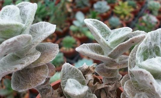 白雪姬的養(yǎng)護(hù)方法？白雪姬的傳說？【圖】