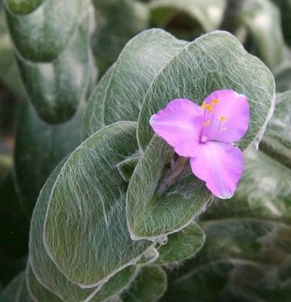 白雪姬的養(yǎng)護(hù)方法？白雪姬的傳說？【圖】