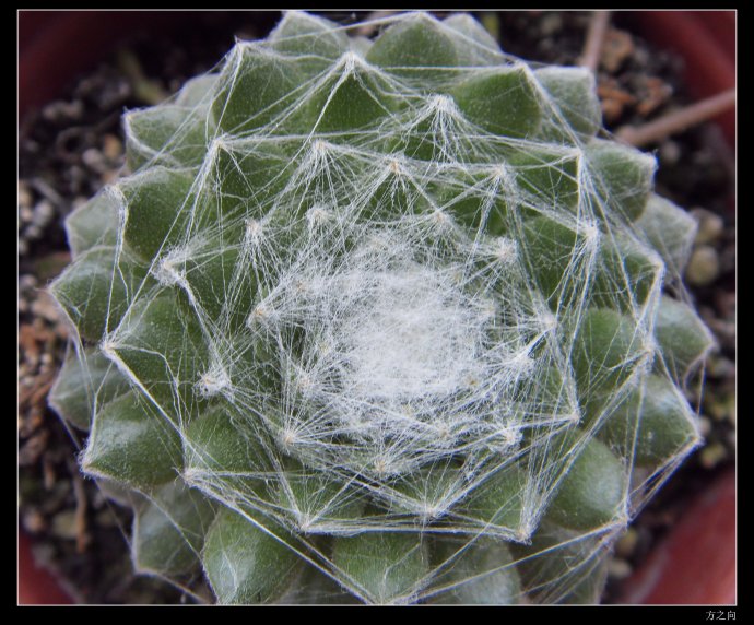 蛛絲卷絹怎么養(yǎng)？蛛絲卷絹扦插？【圖】