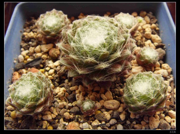 蛛絲卷絹怎么養(yǎng)？蛛絲卷絹扦插？【圖】