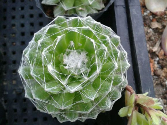 蛛絲卷絹怎么養(yǎng)？蛛絲卷絹扦插？【圖】