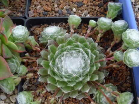 蛛絲卷絹怎么養(yǎng)？蛛絲卷絹扦插？【圖】