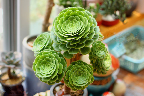 玉龍觀音怎么養(yǎng)？玉龍觀音換盆時(shí)對(duì)盆有什么要求？【圖】