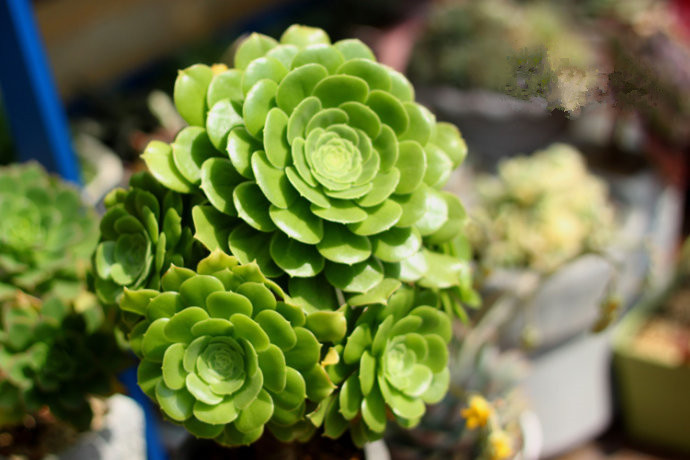 玉龍觀音怎么養(yǎng)？玉龍觀音換盆時(shí)對(duì)盆有什么要求？【圖】