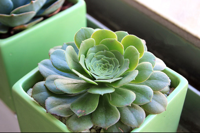 玉龍觀音怎么養(yǎng)？玉龍觀音換盆時(shí)對(duì)盆有什么要求？【圖】