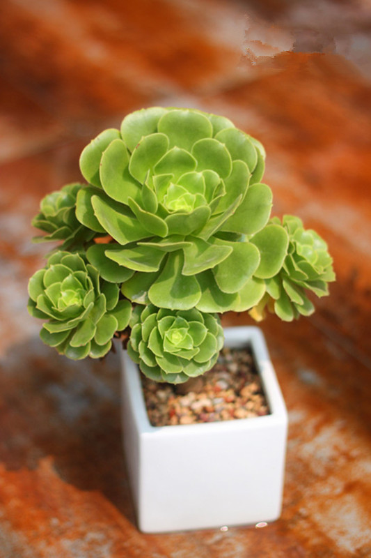 玉龍觀音怎么養(yǎng)？玉龍觀音換盆時(shí)對(duì)盆有什么要求？【圖】