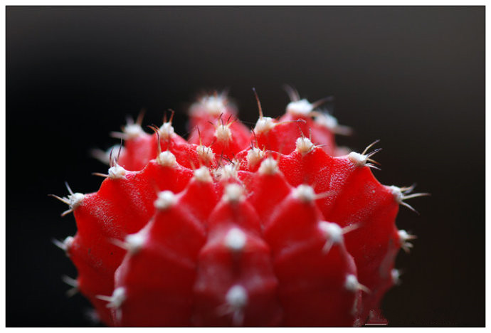 緋牡丹怎么養(yǎng)？緋牡丹爛了部分怎么辦？【圖】