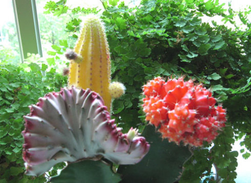 緋牡丹怎么養(yǎng)？緋牡丹爛了部分怎么辦？【圖】