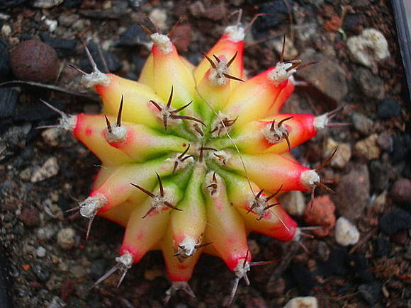 緋牡丹怎么養(yǎng)？緋牡丹爛了部分怎么辦？【圖】