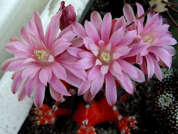 緋牡丹怎么養(yǎng)？緋牡丹爛了部分怎么辦？【圖】